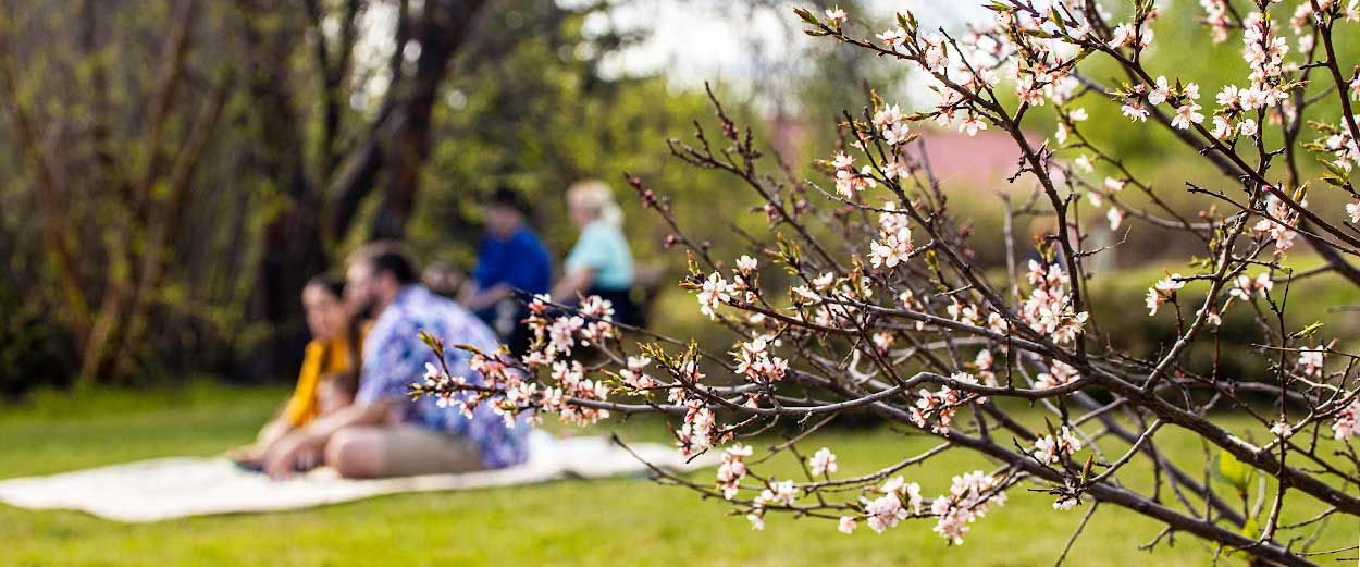 People seated on a blanket on the grass in the UAF Georgeson Botanical Garden